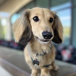 Dachshunds from Canisteo Dachshunds