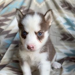 Theresa Jane - Red and white female Siberian Husky puppy in Union, Mississippi from Siberians of WildHeart