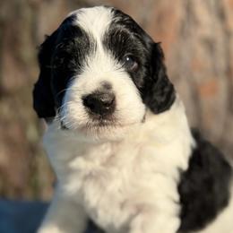 Hudson - Black and white male Bernedoodle puppy in Russellville, Arkansas from Crossgate Doodles