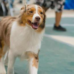 Enigma - Miniature American Shepherd