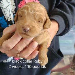 Black collar Ruby - Apricot female Goldendoodle puppy in Fairmount, Indiana from Capens' Doodles,Poodles and Poo's