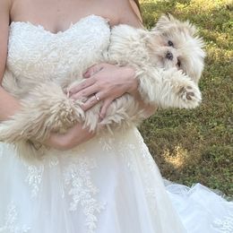 Shih Tzu All Grown Up from Koda Bears Cubs