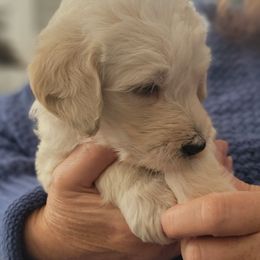 Labradoodle Puppies from Allandale Acres