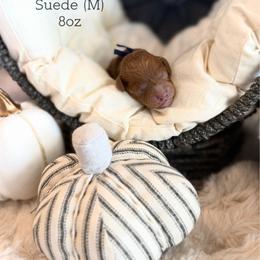 Suede - Red  male Poodle puppy in Queen Creek, Arizona from Poised Poodles
