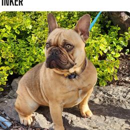 Tinker - French Bulldog