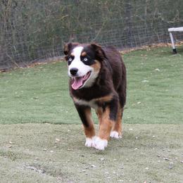 Chilli - Black tri-color female Australian Shepherd puppy in Sonoita, Arizona from Gardner Canyon Kennels