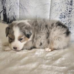 Boy 1 - Blue merle male Australian Shepherd puppy in Lakeland, Florida from Diamond P Australian Shepherds