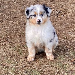 Australian Shepherd and Miniature Australian Shepherd Puppies from Hunt Farms Mini Aussies