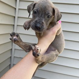 Pink Collar - Blue brindle female Great Dane puppy in Kimball, Michigan from Starlight Danes