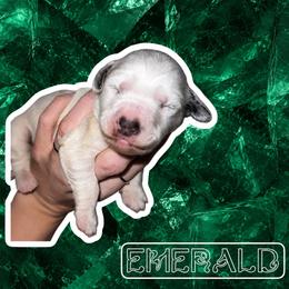 Emerald - White and black female Dalmatian puppy in Bremen, Georgia from Clark’s Dalmatians