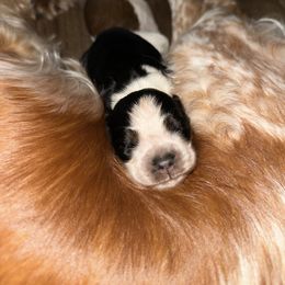 English Springer Spaniel puppies from Sweet Southern Spaniels