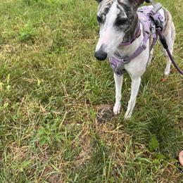 Whippet Puppies from Hertzog  Whippets