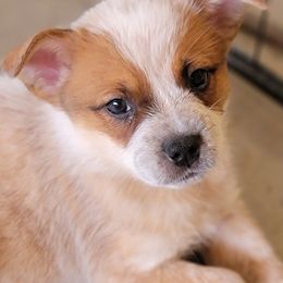 Australian Cattle Dog Puppies from Miller Australian Cattle Dogs