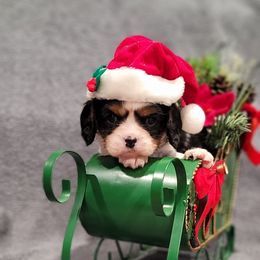 Gavin - Tri-color male Cavalier King Charles Spaniel puppy in Cresthill, Illinois from KonopkaKennelsLLC