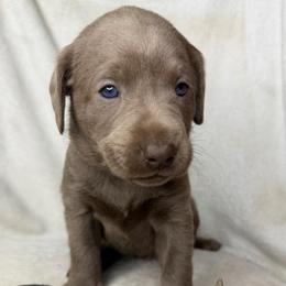Alice - Silver female Dilute Retriever puppy in Grants Pass, Oregon from KnR Antler Dogs
