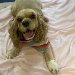 Cocker Spaniel All Grown Up from Trulove Cocker Spaniels