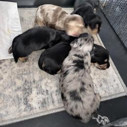 Dachshund Puppies from Renee's Dachshund's