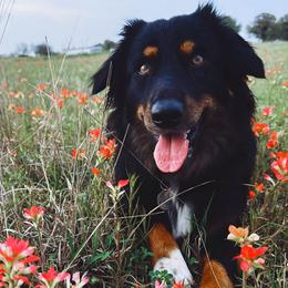 Australian Shepherds from Rockin B Australian Shepherds