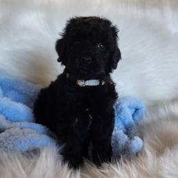 Mr Gray - Black male Goldendoodle puppy in Cumming, Georgia from Chattahoochee Kennels