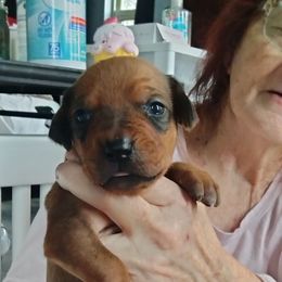 Captain Hook - Rd whtn blk nose male Rhodesian Ridgeback puppy in Alabama from Celtic Lore Ridgebacks