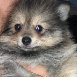 Neptune - Orange sable male Pomeranian puppy in Los Angeles, California from Lucky Poms of LA
