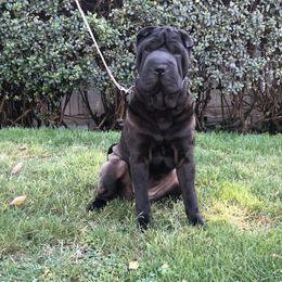 Chinese Shar-Pei All Grown Up from Setareh Chinese Shar Pei