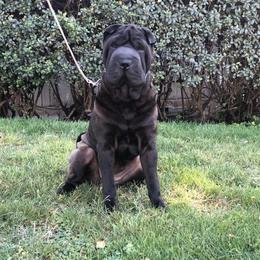 Chinese Shar-Pei All Grown Up from Setareh Chinese Shar Pei