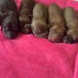 Dachshund puppies from Nikas Baby Beanz LH Dachshunds