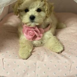 Grace - Cream female Maltipoo puppy in Bellingham, Washington from My Sweet Poodles and Doodles