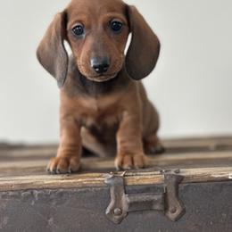 Dachshund Puppies from Mare-Bella Smoothcoat Edition
