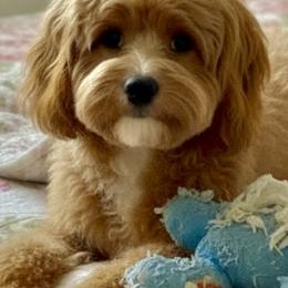 Kira - Cavapoo