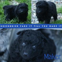 Maker - Black male Mudi puppy in Gatlinburg, Tennessee from Greenbrier