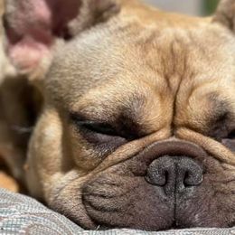 French Bulldogs from Diamond Frenchies of Idaho