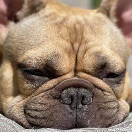 French Bulldogs from Diamond Frenchies of Idaho