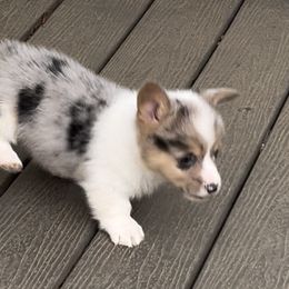 Male 1 - Blue male Pembroke Welsh Corgi puppy in Moundville, Alabama from Cartee Corgis - Debi Cartee Mills