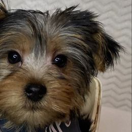 Shihpoos, Yorkipoos, and Yorkshire Terriers from Taylor’s Yorkshire