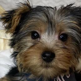 Shihpoos, Yorkipoos, and Yorkshire Terriers from Taylor’s Yorkshire