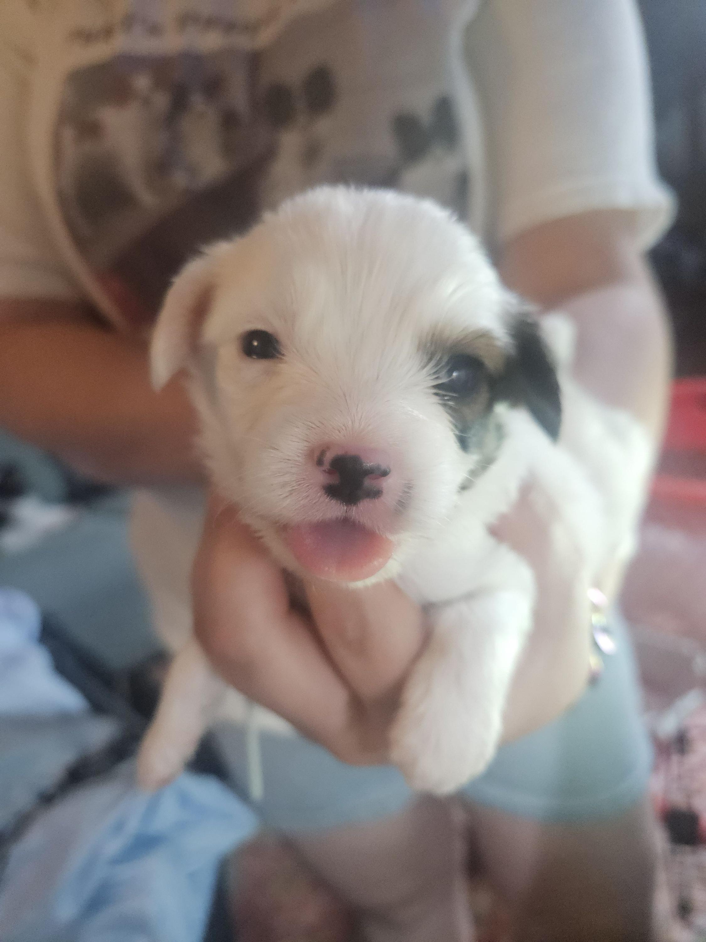 Meet Dorito - White black and tan male Papillon puppy in Middletown, New York from Patti's Pappi Puppies (Puppies due end of July!!!)