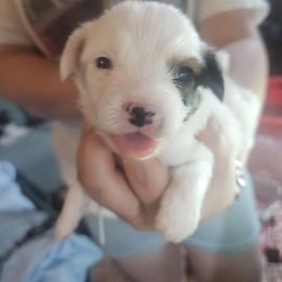 Meet Dorito - White black and tan male Papillon puppy in Middletown, New York from Patti's Pappi Puppies  (Puppies due end of July!!!)