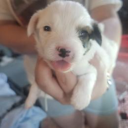 Meet Dorito - White black and tan male Papillon puppy in Middletown, New York from Patti's Pappi Puppies  (Puppies due end of July!!!)