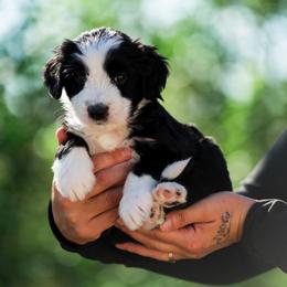 Zumma - male Australian Mountain Doodle puppy in Cortez, Colorado from Sassy Pants Pups