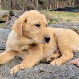 Labrador Retriever Puppies from Buffalo Valley Breeders