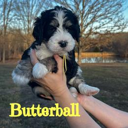 Boy 1 - male Bernedoodle puppy in St. James, Missouri from Backwoods Bernedoodles