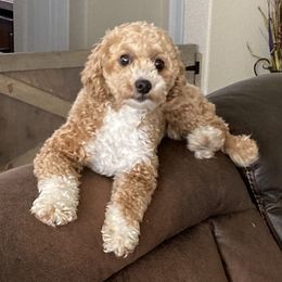 Cavapoos and Poodles from Cuddly Cavapoos Texas
