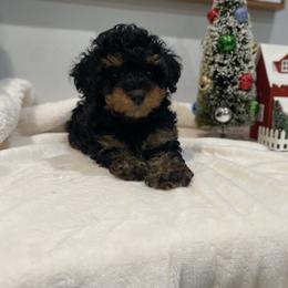 Phantom Female - Phantom female Poodle puppy in Montclair, New Jersey from YC Treasures Poodles
