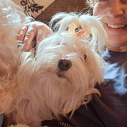 Sybill - Havanese