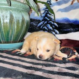 Cream Puff - Cream parti male Pomeranian puppy in Knoxville, Tennessee from Thea's Puppies