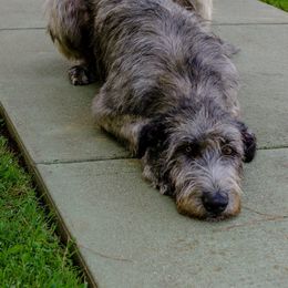Irish Wolfhound All Grown Up from Steppin'wolf Irish Wolfhounds