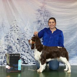 Leia - English Springer Spaniel