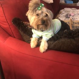 Lulu - Yorkshire Terrier